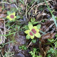 ショウジョウバカマ,ニリンソウ,ミヤマカタバミ,ネコノメソウ,ボタンネコノメソウの画像
