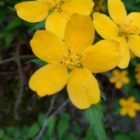 ヤマブキの画像