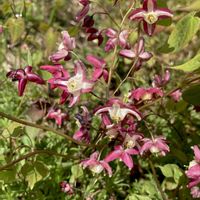 イカリソウの画像