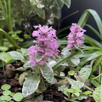 ブルーベリー,ヒューケラ,ブルーベリー ガルフコースト,アガジュの花の画像