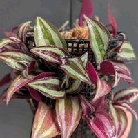 トラディスカンティア・ゼブリナ,観葉植物,トラディスカンチア ,熱帯植物,植物のある暮らしの画像
