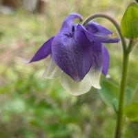 オダマキ,❤️いいね、ありがとう,グリーンアクセサリー♪,花シャンデリア♪,花咲く乙女たち♡の画像