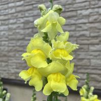 金魚草,咲いた！,黄色い花,こぼれ種,可愛いお花の画像