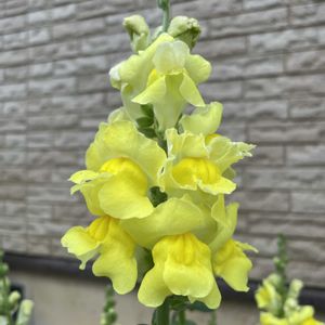 金魚草,咲いた！,黄色い花,こぼれ種,可愛いお花の画像