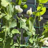 スナップエンドウの画像