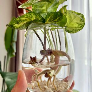 シンゴニウム,観葉植物,ダイソー産,インテリアグリーン,観葉植物のある暮らしの画像