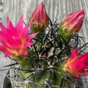 サボテン,暗黒王,サボテン科,サボテンの花,ピンクの花の画像