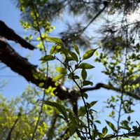 クロガネモチの画像