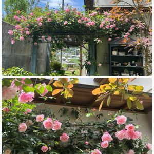 クレマチス,ニゲラ,お庭,お花のある暮らし,ばら バラ 薔薇の画像