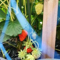 イチゴ,カボチャ,家庭菜園の画像