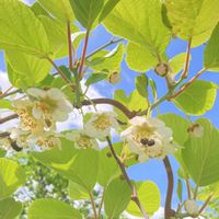 キウイ,散歩,スマホ撮影,外出先の画像