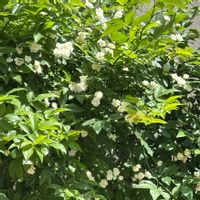 モッコウバラ,白モッコウバラ,花のある暮らし,庭の画像