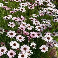 ローダンセマム,小花好き,小花ファンクラブ,庭の画像