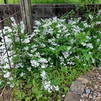 ヒメウツギの画像