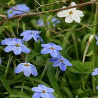 ハナニラ,道端の草花,自然観察,散策の画像