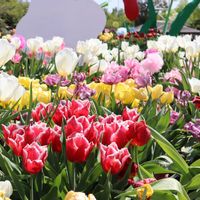 チューリップ,チューリップ,砺波チューリップフェア,となみチューリップフェアの画像