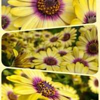 ガザニア,クジャクサボテン,サボテン,オステオスペルマム,孔雀サボテンの画像