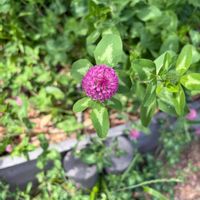 センニチコウの画像