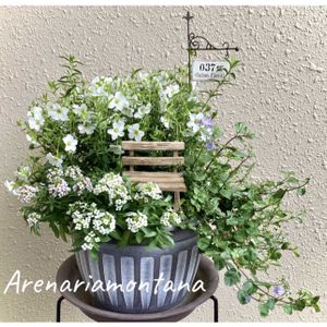 アリッサム,アレナリア・モンタナ,ベロニカ・マダムマルシア,寄せ植え,かわいいの画像