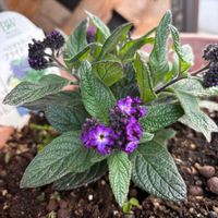 春の花,ヘリオトロープ,ヘリオトロープ,紫色の花,良い香りの花の画像