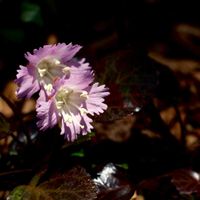 イワウチワ,山野草,癒し,繋がりに感謝✨,ミラーレス一眼の画像