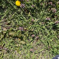 アレチハナガサの画像