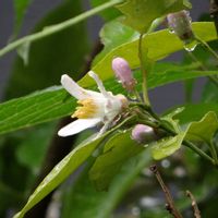 レモン,レモン,鉢植え,今日の一枚,レモンの花の画像