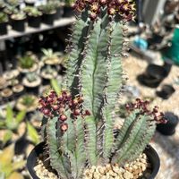 ハオルチア,多肉植物,ユーフォルビア,agave,アロエ属の画像