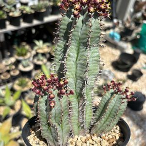 ハオルチア,多肉植物,ユーフォルビア,agave,アロエ属の画像