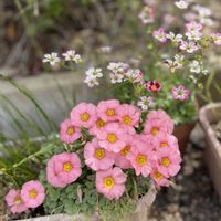 オキザリス,クモマグサ,庭の花,小さな庭,玄関アプローチの画像