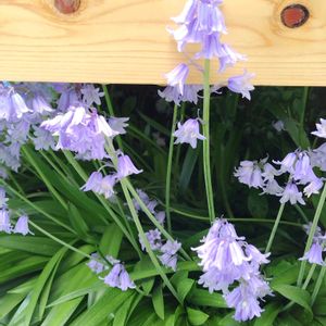 イチゴ,チェリーセージ,シラー・カンパニュラータ,ハルジオン(春紫苑),鉢植えの画像