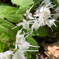 イカリソウの画像