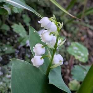 癒し,季節を楽しむ,花が好き,咲いた,愛らしいの画像