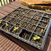 コスモス,ミニひまわり,みんなおばさんの画像