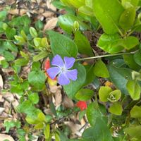 ツルニチニチソウの画像