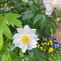 シャクヤクの画像