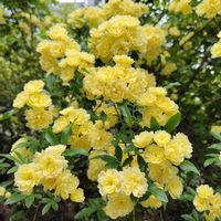 モッコウバラ,黄モッコウバラ,地植え,我が家の庭,かわいい花の画像