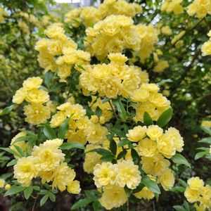 モッコウバラ,黄モッコウバラ,地植え,我が家の庭,かわいい花の画像