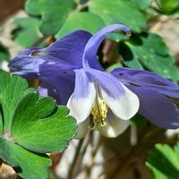 春の花,鉢植え,ビタミンカラー,黄色の花,癒し…♡の画像