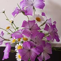 アグロステンマ,花のある暮らし,種蒔きから,チーム愛知の画像