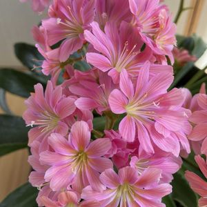 レウィシア,ガーデニング,ピンクの花,花のある暮らし,お花は癒しの画像