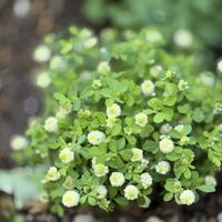 クローバー,白いクローバー,マイガーデン,癒し,小花会の画像