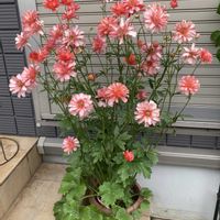 ラナンキュラス,エリス,ラナンキュラス・ラックス,庭無しガーデニングの画像