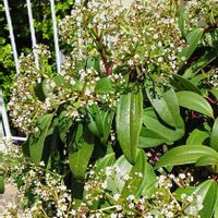 ガマズミ,ビバーナム,庭木,白い花,植栽の画像