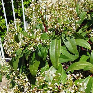 ガマズミ,ビバーナム,庭木,白い花,植栽の画像