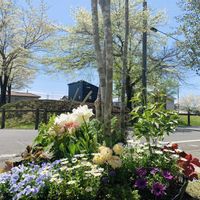 ノースポール,ハナミズキ,ラナンキュラス,ユーカリ,ビオラの画像