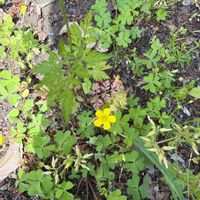 カタバミの画像