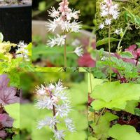 ローズマリー,ヒューケラ,花かんざし,ティアレア,鉢植えの画像