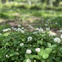 シロツメクサ,シロツメクサ,白い花,スマホ撮影,葉っぱが好きの画像