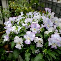 ビオラ,鉢植え,ガーデニング,お気に入り♡,花のある暮らしの画像